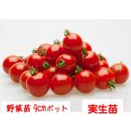 [4 месяц средний ~ последняя декада .. отправка начало предположительно!] мини помидоры premium рубин 3 номер [1 АО ]9cm pot овощи рассада огород цветок . садоводство 