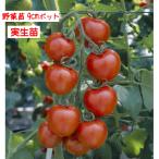 [4 месяц средний ~ последняя декада .. отправка начало предположительно!] средний шар помидор полный TIKKA 3 номер [1 АО ]9cm pot овощи рассада огород цветок . садоводство 