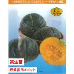 [4 месяц средний ... отправка начало предположительно!] тыква каштан маленький шар ( Bay Blade ) 3 номер [1 АО ]9cm pot овощи рассада огород цветок . садоводство 