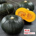 [4 месяц средний ... отправка начало предположительно!] тыква черный. Joe 3 номер [1 АО ]9cm pot овощи рассада огород цветок . садоводство 