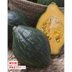 [4 месяц средний ... отправка начало предположительно!] тыква ro long 3 номер [1 АО ]9cm pot овощи рассада огород цветок . садоводство 