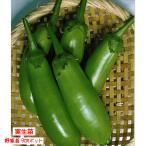 [4 месяц средний ... отправка начало предположительно!] баклажан ...nas десять тысяч . полный (. древесный уголь ) 3 номер [1 АО ]9cm pot овощи рассада огород цветок . садоводство 