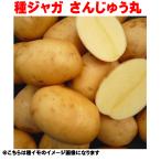  вид картофель [ san .....] примерно 500g san ... круг лето .. осень .. вид imo вид лошадь колокольчик . вид ba Ray sho семенной клубень 