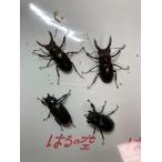 アマミミヤマクワガタ♂４０〜４１mm２匹×♀フリーサイズ２匹　計４匹　油井岳