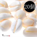 シェルパーツ カウリ 貝殻20個セット 穴有り シェルチャーム シェルビーズ ホワイト アイボリー プレート 貝殻 巻貝 ハンドメイド アクセサリー パーツ R-009