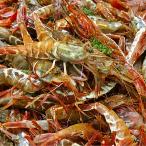  есть перевод gasa креветка sashimi для 250g(15~20 шт ввод ) большой маленький ... рефрижератор Yamagata префектура производство doro креветка газ креветка gala креветка toge The ko креветка черный The ko креветка 