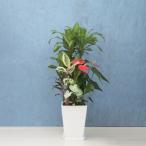 観葉植物寄せ植え尺リン角陶器白メー...