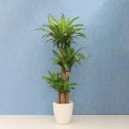 観葉植物幸福の木尺プラスチックメー...