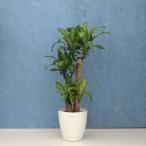 観葉植物幸福の木8寸プラスチックメ...
