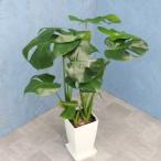 観葉植物モンステラ6寸角プラスチッ...