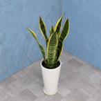 観葉植物サンスベリア6寸丸高陶器白...