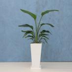 観葉植物オーガスタ7寸角陶器スリム...