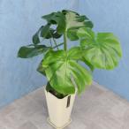 観葉植物モンステラ6寸カラーポット...
