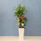 観葉植物寄せ植え8寸角高陶器鉢の色...
