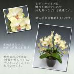  День матери подарок ... тоже взрослый ( Okinawa * отдаленный остров отправка не возможно ) The rutsu man 2 шт ..14 колесо передний и задний (до и после) (... содержит ) бесплатный упаковка делаем 