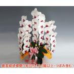 お祝い花 胡蝶蘭 就任祝 豪華大輪胡蝶蘭3本立ち 35輪前後 つぼみ含む 赤リップ