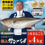 満天 青空レストラン お取り寄せ 極上カンパチ 小浜水産 1本丸ごと 約4kg カンパチ 刺身 産地直送 鹿児島 [軽減税率]【返品不可】