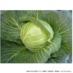 小林種苗 キャベツ種子 おやこ甘藍　7686　20ml