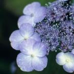 甘茶 アマチャ 茶花 山野草　