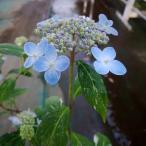 ヤマアジサイ 山紫陽花 あじさい 天の川 山野草 植木 苗木 茶花