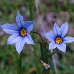 青花姫ニワセキショウ 石菖 山野草　