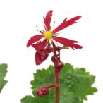 紅花大文字草　山野草