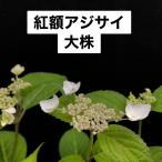 ヤマアジサイ 苗 紅額アジサイ 大株 山紫陽花