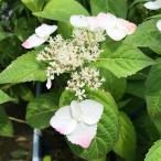 ベニガクアジサイ 紅額紫陽花 ヤマアジサイ 山紫陽花 あじさい 苗