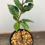  Fuji бук Fuji бук бонсай саженец рассада 