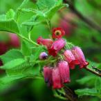  коробка корень tsuligane азалия луговые и горные травы 