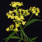 .ominaesi луговые и горные травы осенний 7 .