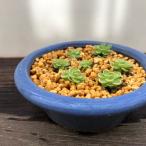 姫足長ムシトリスミレムシトリスミレ...