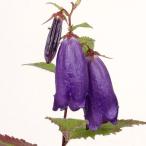  ho tarub черный синий цветок чай цветок луговые и горные травы 