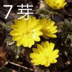 フクジュソウ 福寿草 苗 7芽入苗 山野草