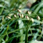 ko mega ya луговые и горные травы 