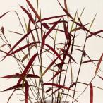  чёрный ось ka задний s луговые и горные травы 