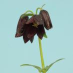 クロユリ　黒百合　山野草