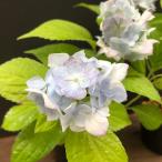 山アジサイ ヤマアジサイ 苗 丸山牡丹 開花中