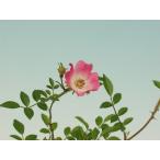 バラ苗姫バラ雅ミヤビ山野草・バラ盆...