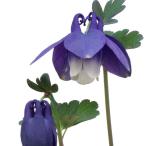 オダマキ苗花苗苧環深山苧環ミヤマオ...