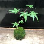 苔玉 コケダマ こけだま モミジ 紅葉 B もみじ 涼しげ 山野草 現品