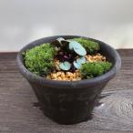 シクラメンコウム 鉢植え シルバーリーフ 花芽あり 現品 盆栽