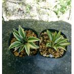 . женщина хоста солнечный свет месяц свет 