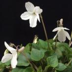 oto женский Mille *. женщина фиолетовый луговые и горные травы 