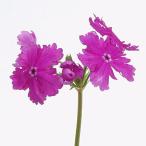  Sakura . Japan Sakura saw . товар дракон рисовое поле. .2. ввод pot луговые и горные травы 