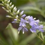 サンイントラノオ 山野草