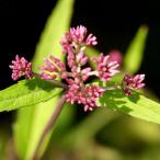 サワヒヨドリ 茶花 山野草