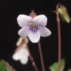 simaji белка Mille большой 9cm pot луговые и горные травы 