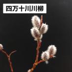 四万十川川柳 カワヤナギ 茶花 山野草