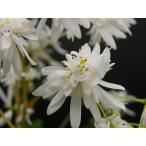 ダイモンジソウ 大文字草 白糸の滝